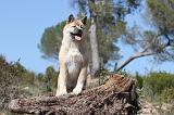 AKITA AMERICAIN 050